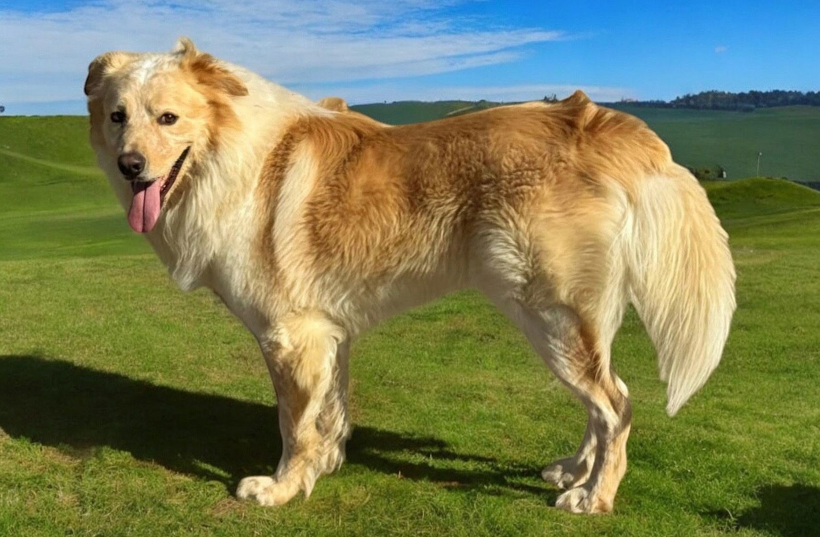 AJAX - GOLDEN OPPORTUNITY