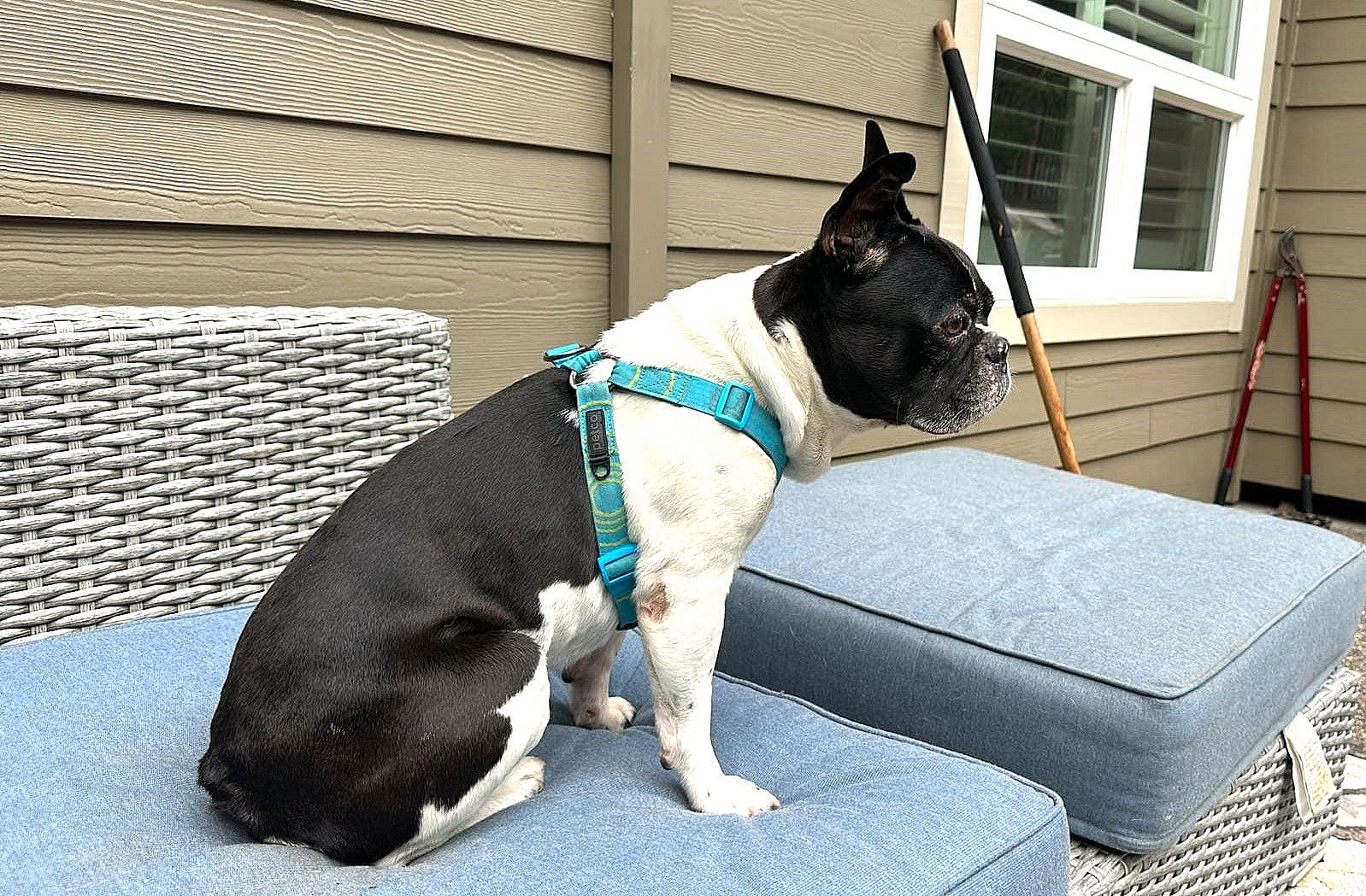 Booker, French Bulldog male