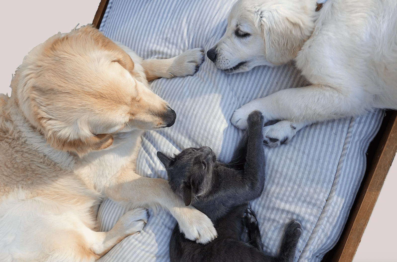 2 dogs and a cat laying down next to each other