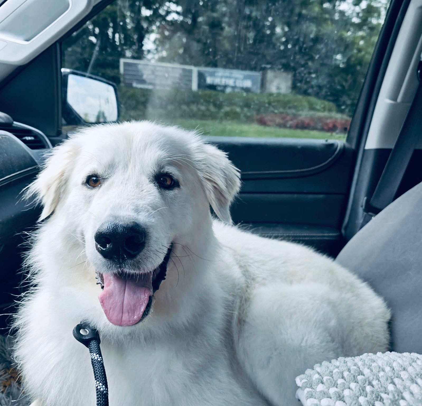 Luna - Great Pyrenees
