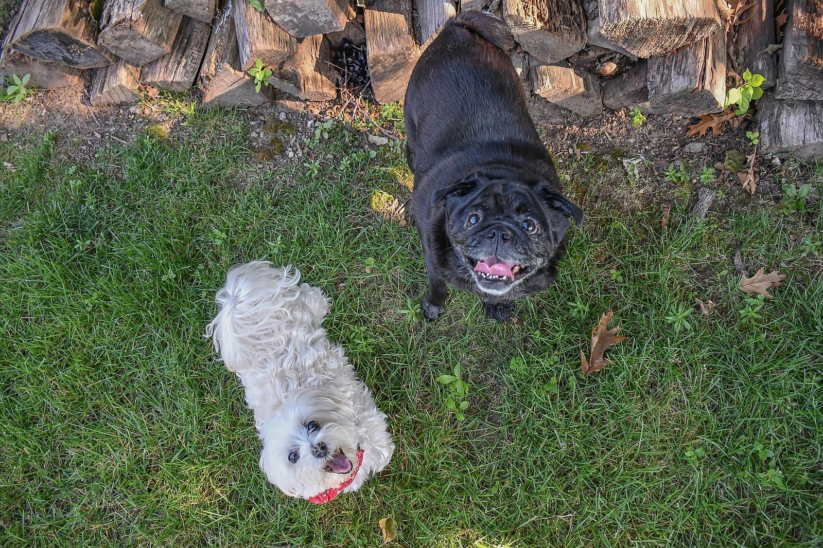 Jewel & Bowie (BONDED PAIR) - Maltese