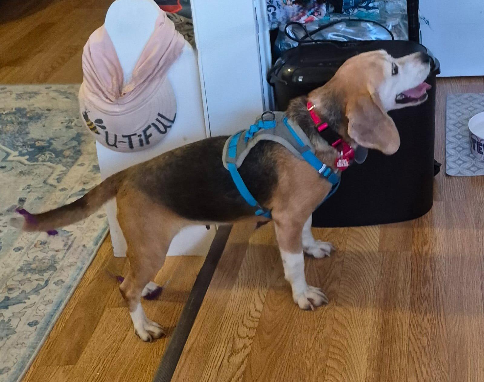 Bootsie - Beagle