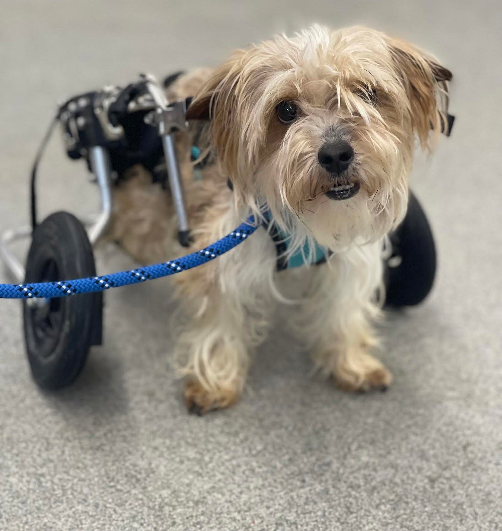 Wookie - Yorkshire Terrier Yorkie