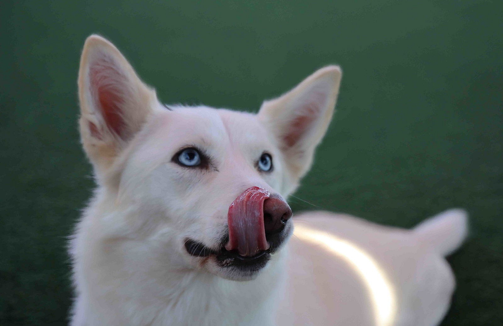 Flurry - Siberian Husky