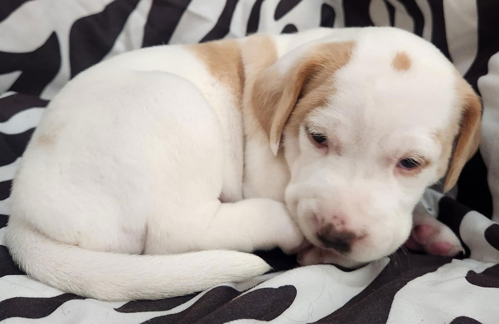 Charm's Puppy - Dazzle - Beagle