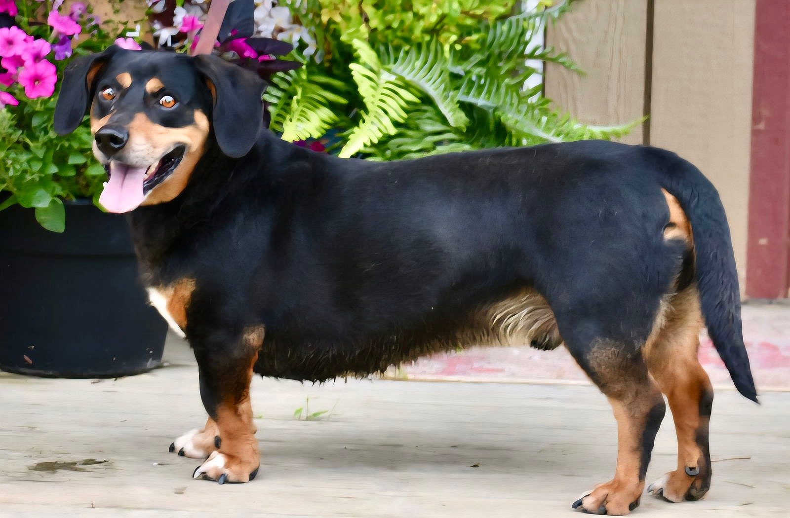 BUDDY - Basset Hound