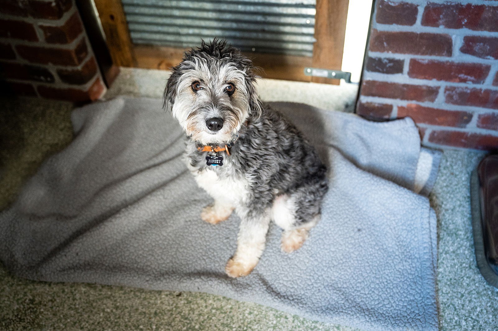 Benji