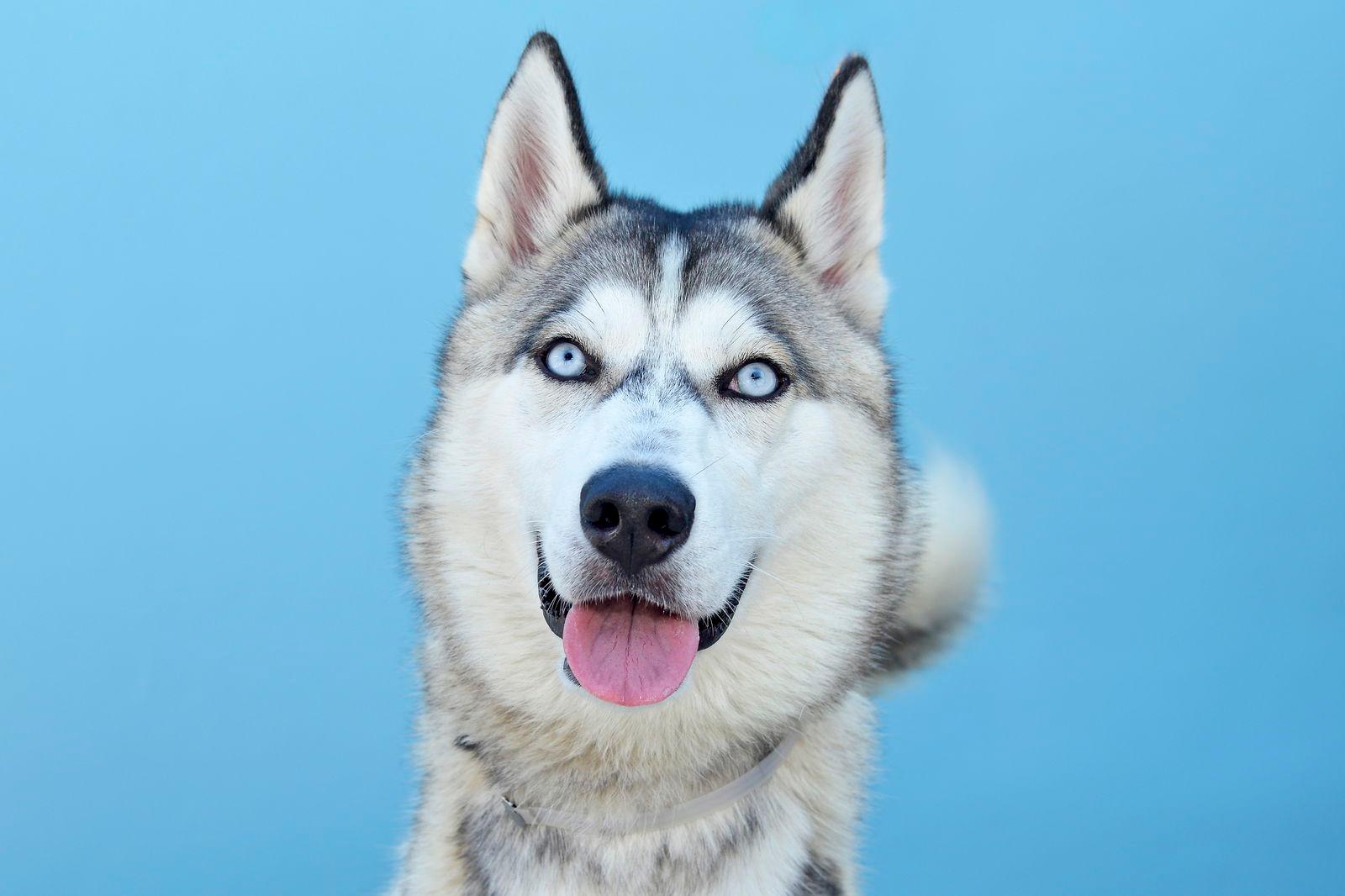 TATAR - Siberian Husky