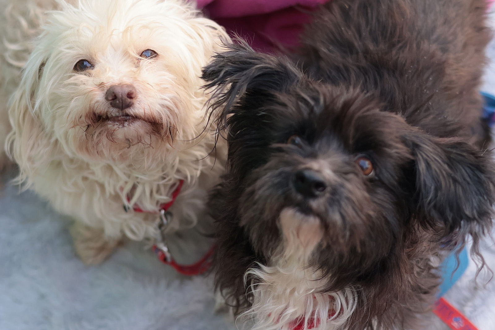 Girlie & Ziggy *Bonded Pair*