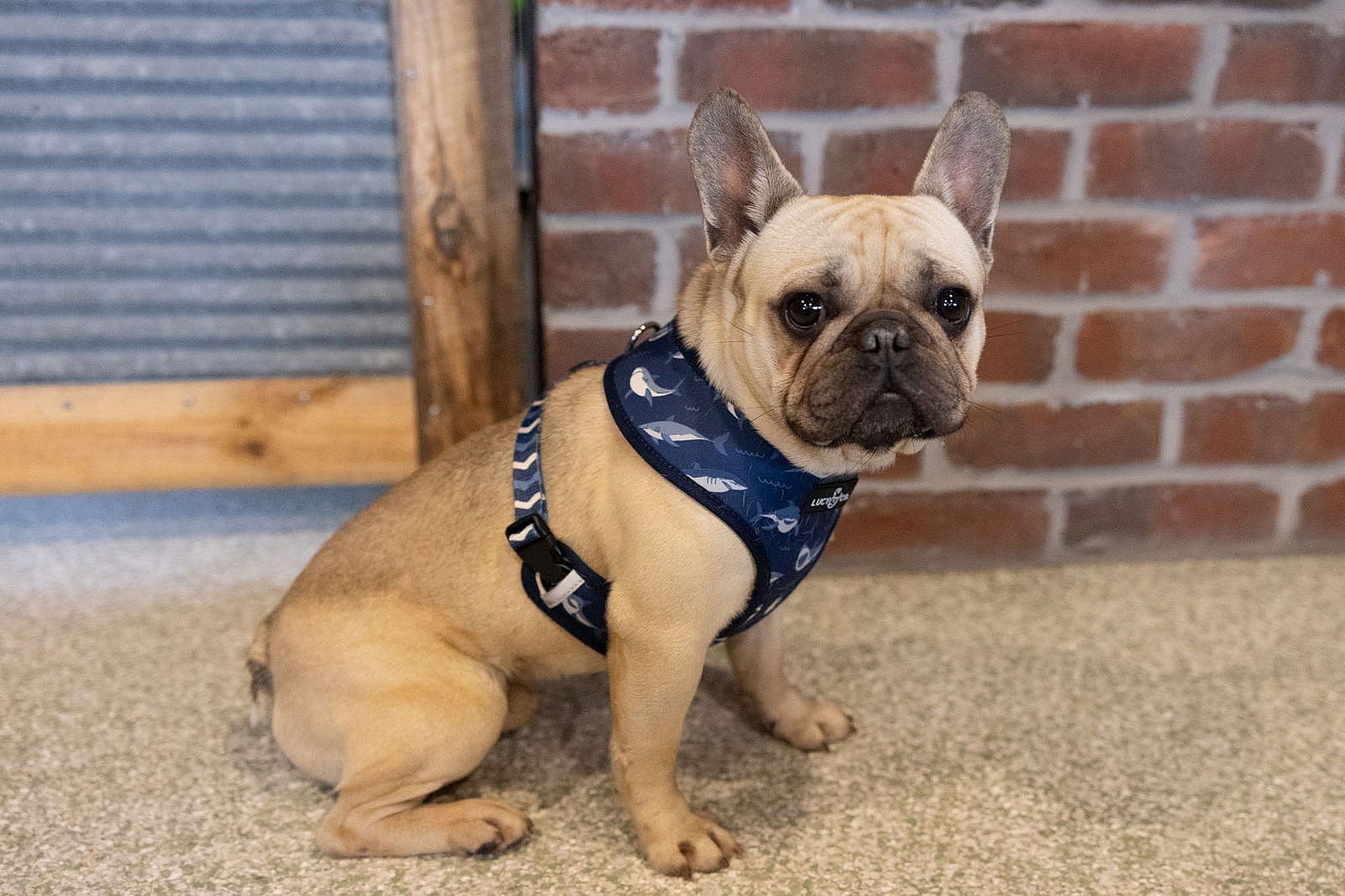 Hari - French Bulldog