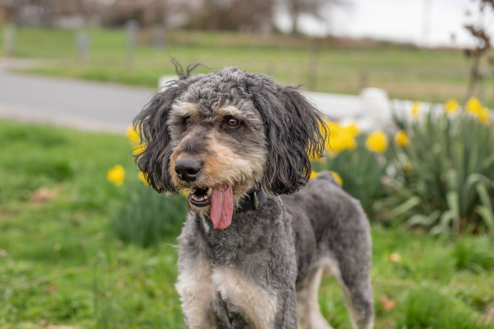 Calder - Poodle (Standard)