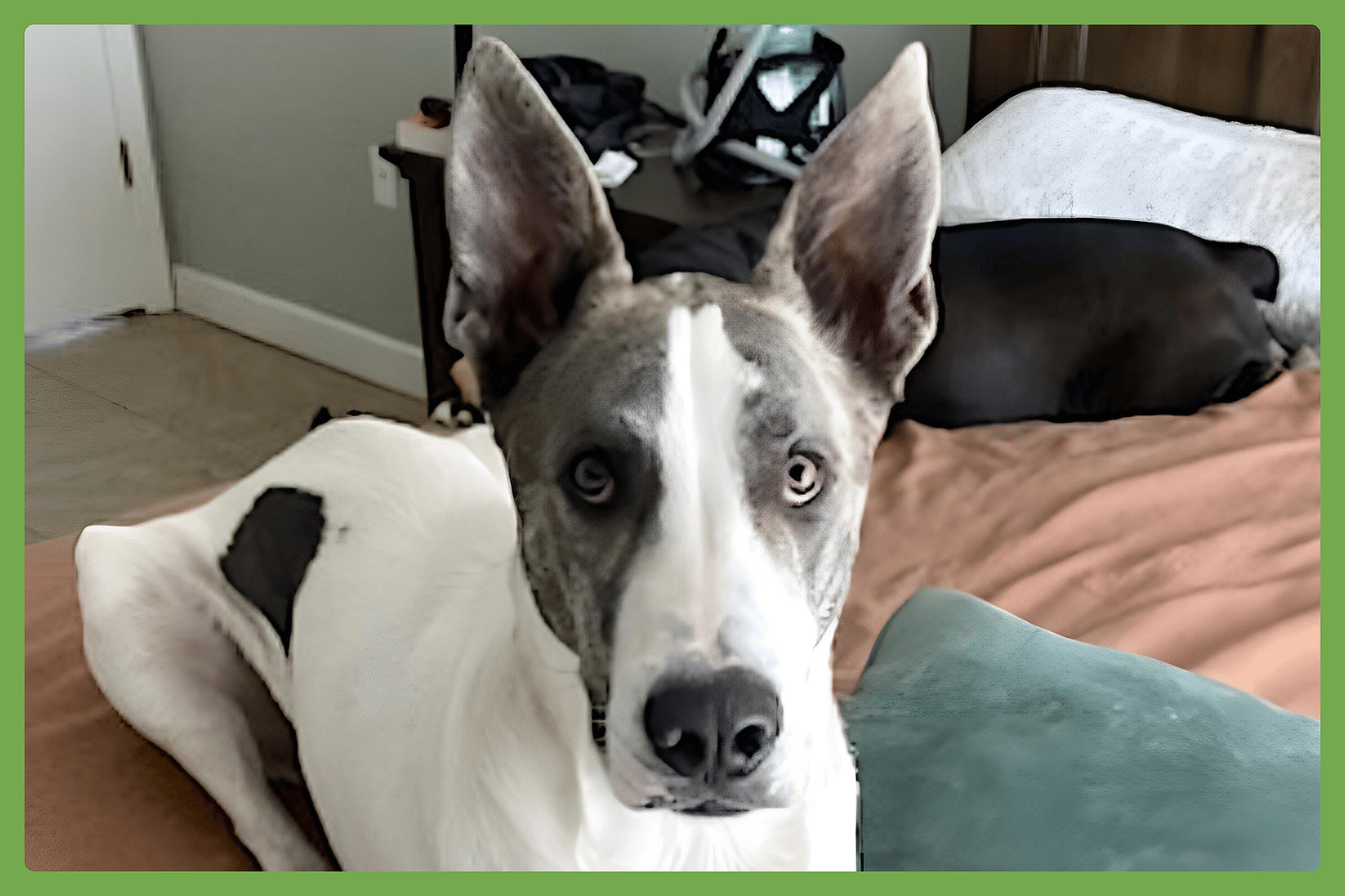 Mendi - Siberian Husky