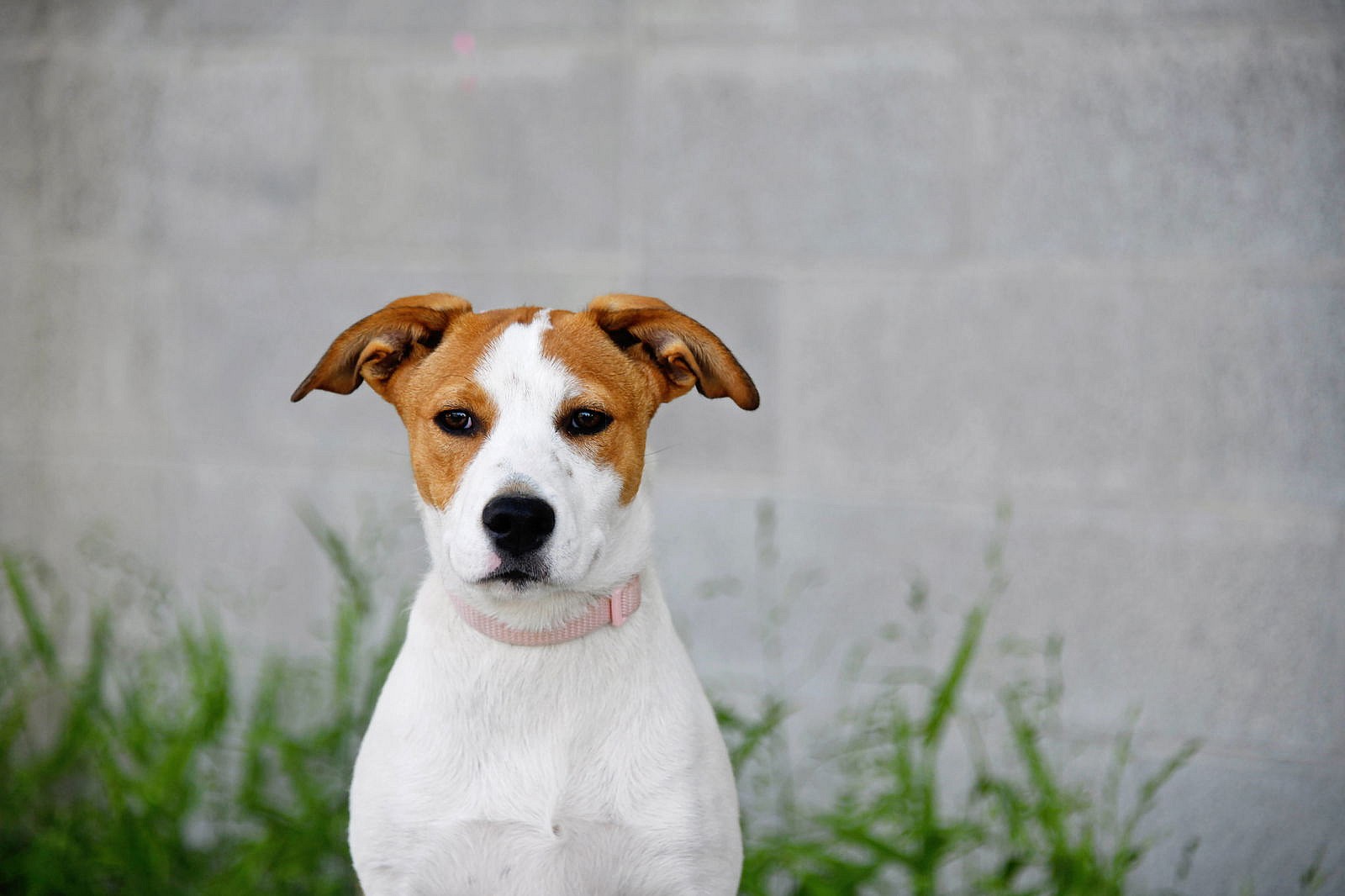 Seaglass - Australian Shepherd