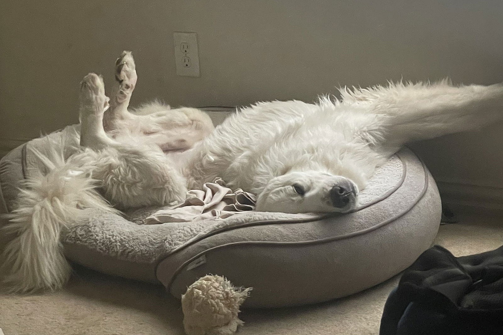 Bodie - Great Pyrenees