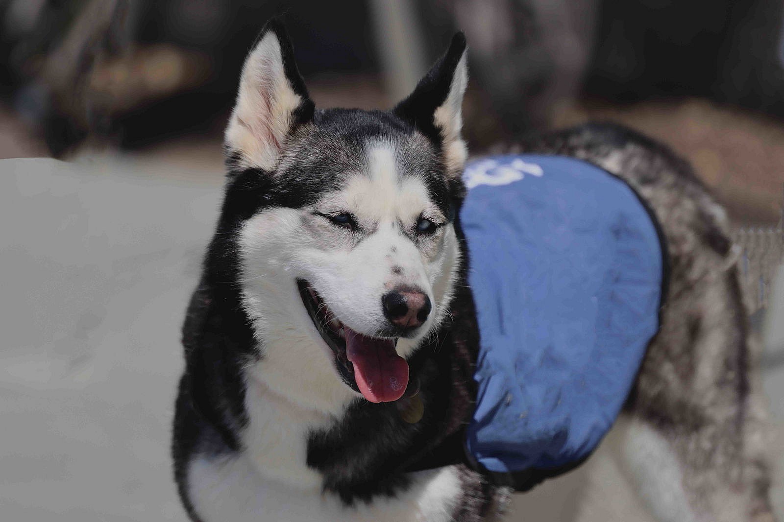 Opal - Siberian Husky