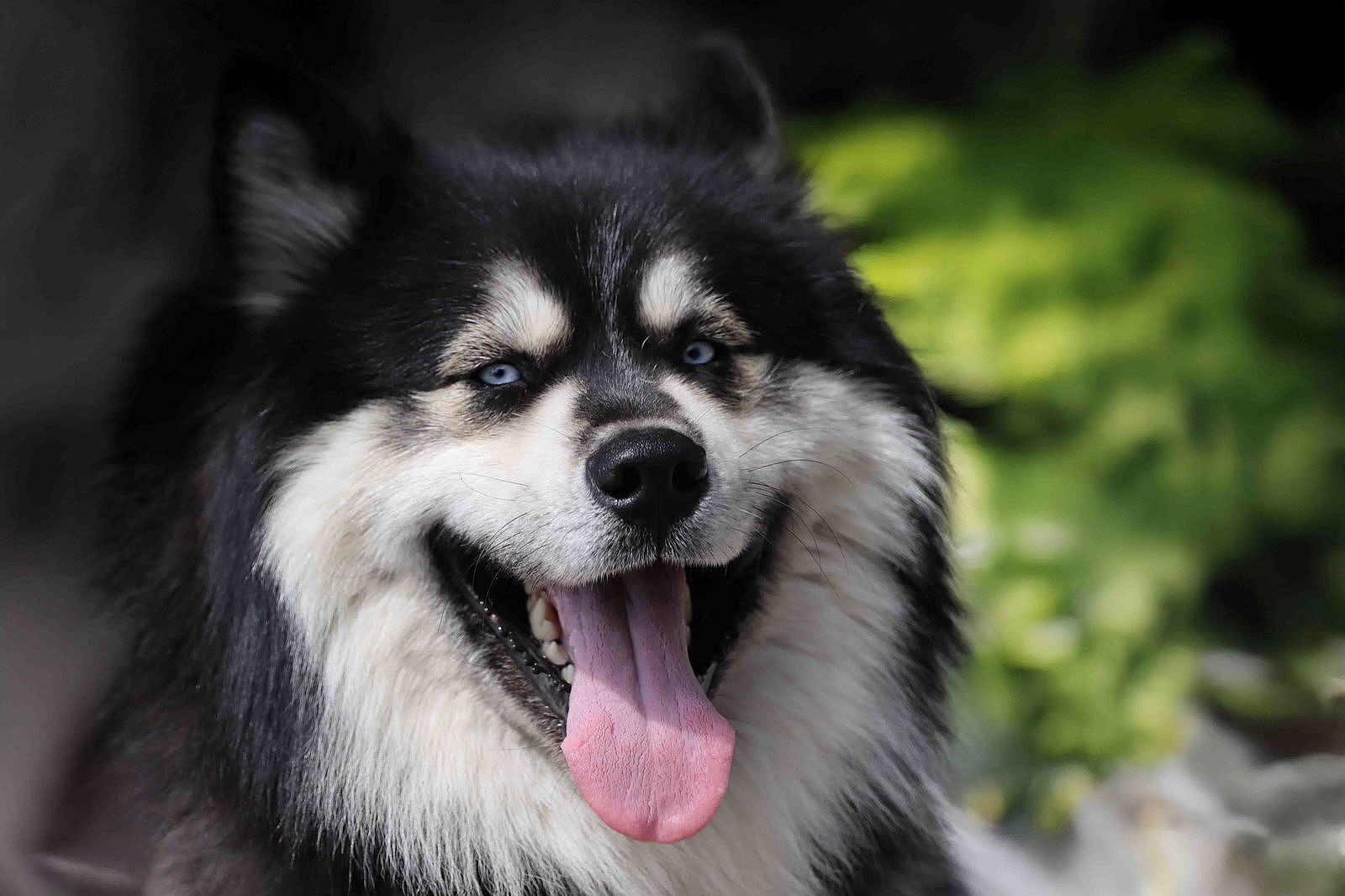 Oso - Siberian Husky