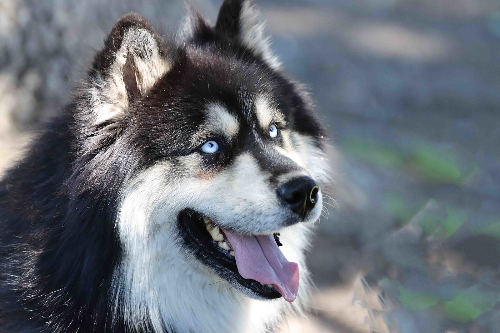 Oso - Siberian Husky