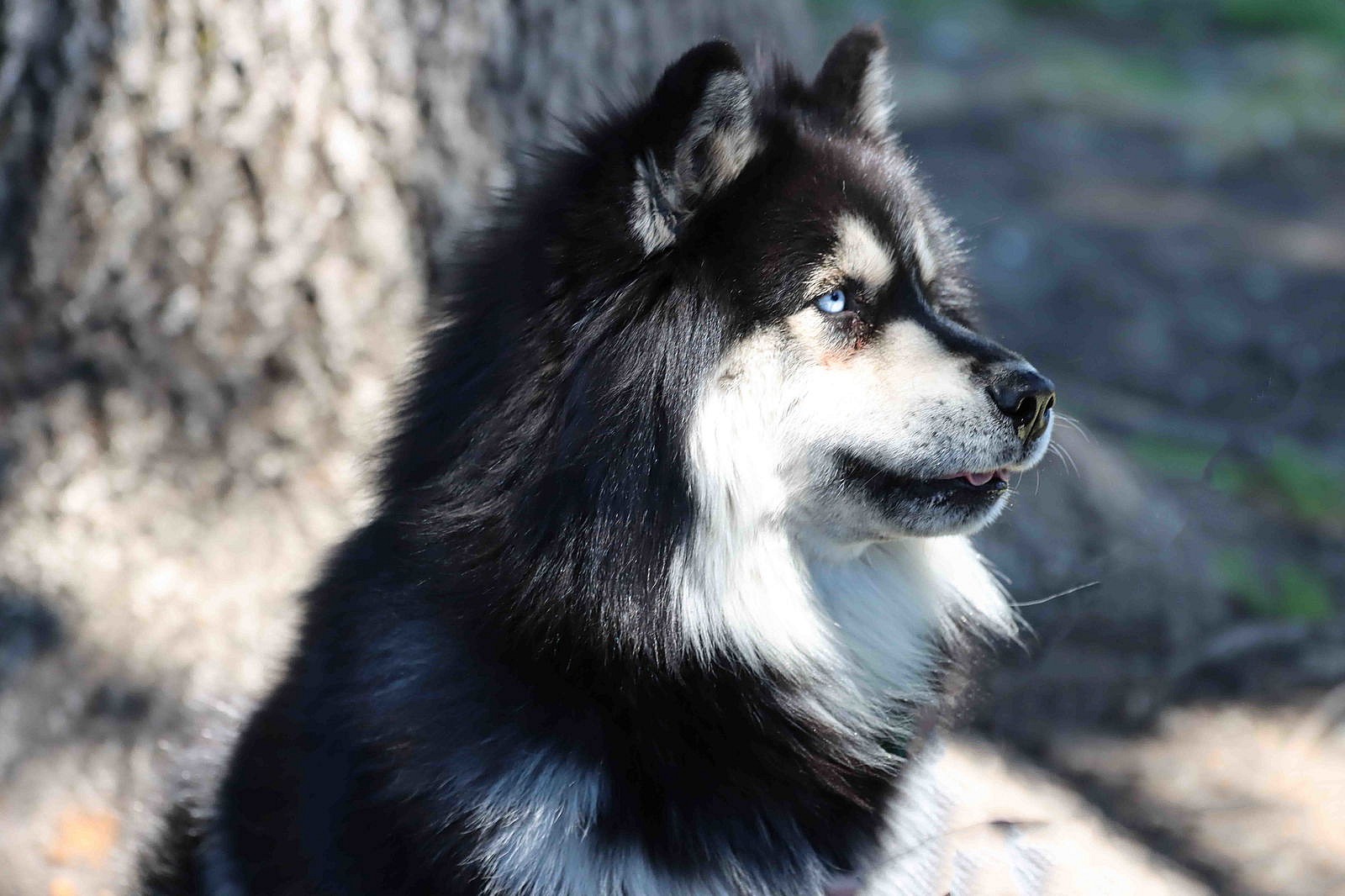 Oso - Siberian Husky
