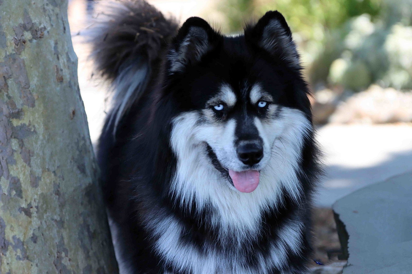 Oso - Siberian Husky