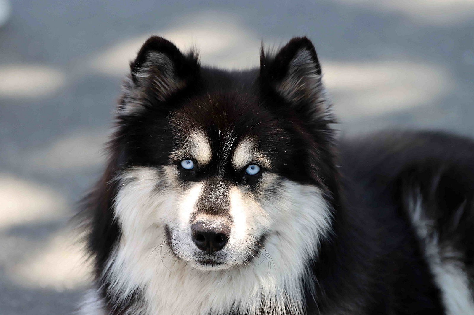 Oso - Siberian Husky