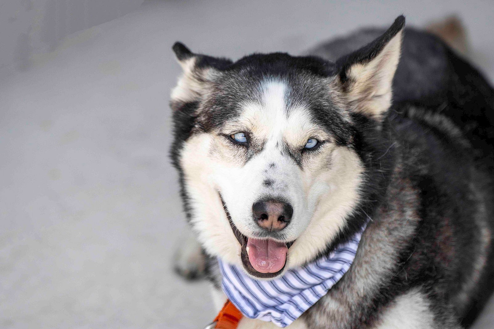 Opal - Siberian Husky