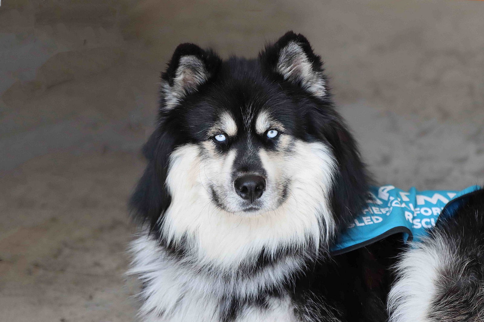 Oso - Siberian Husky