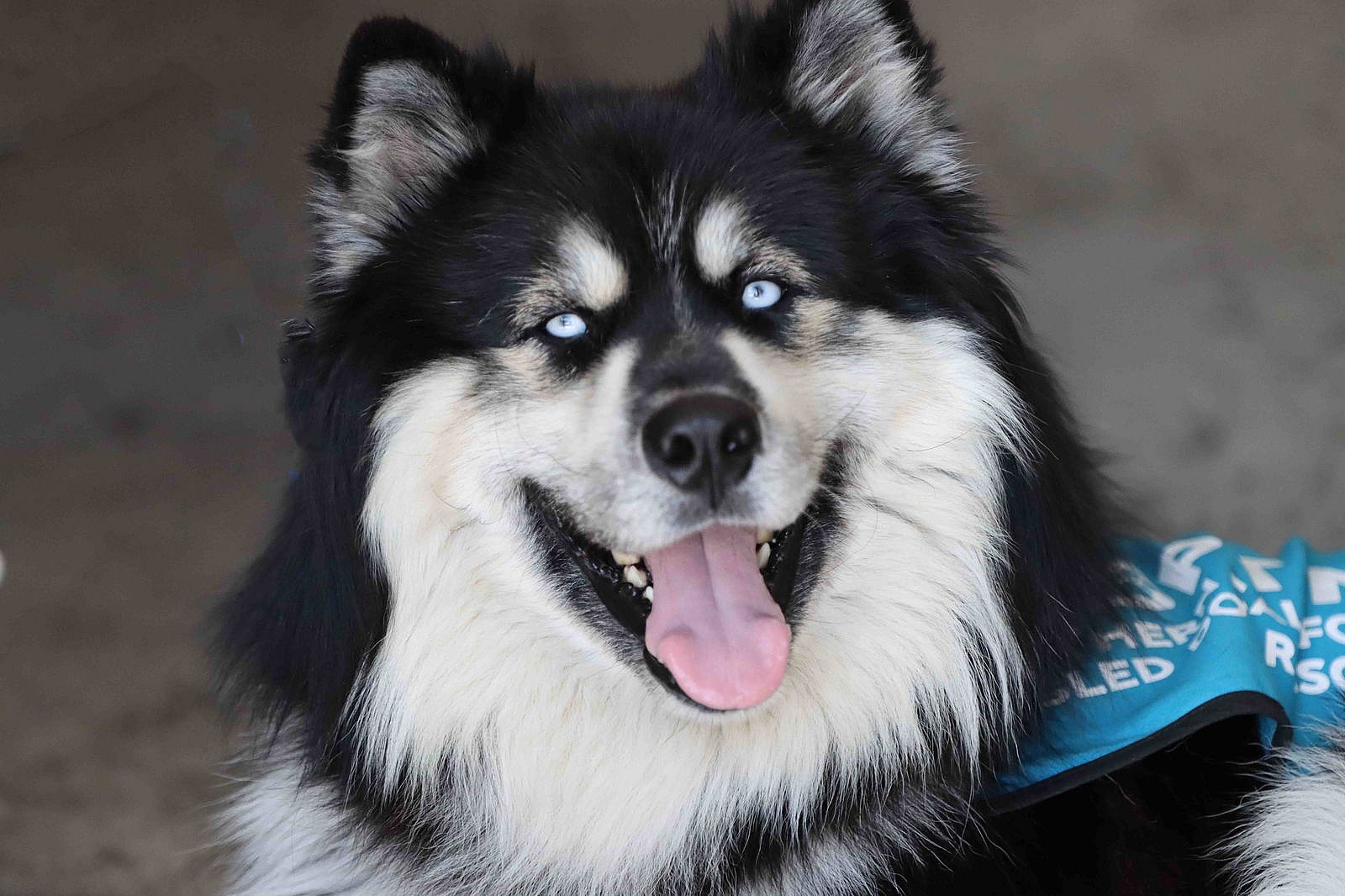 Oso - Siberian Husky