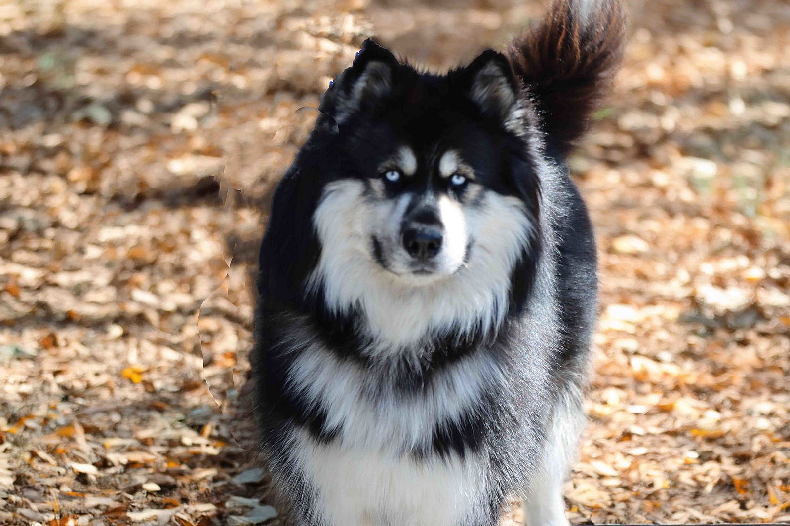 Oso - Siberian Husky