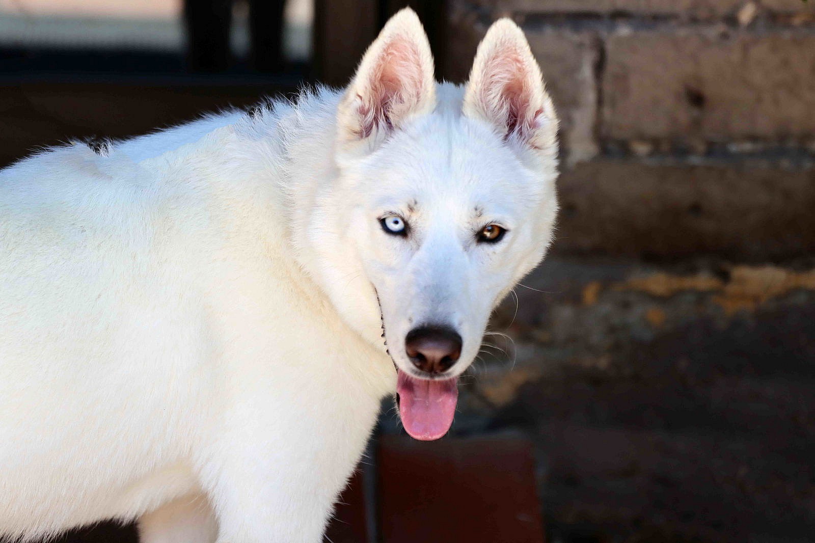 Snowflake - Siberian Husky