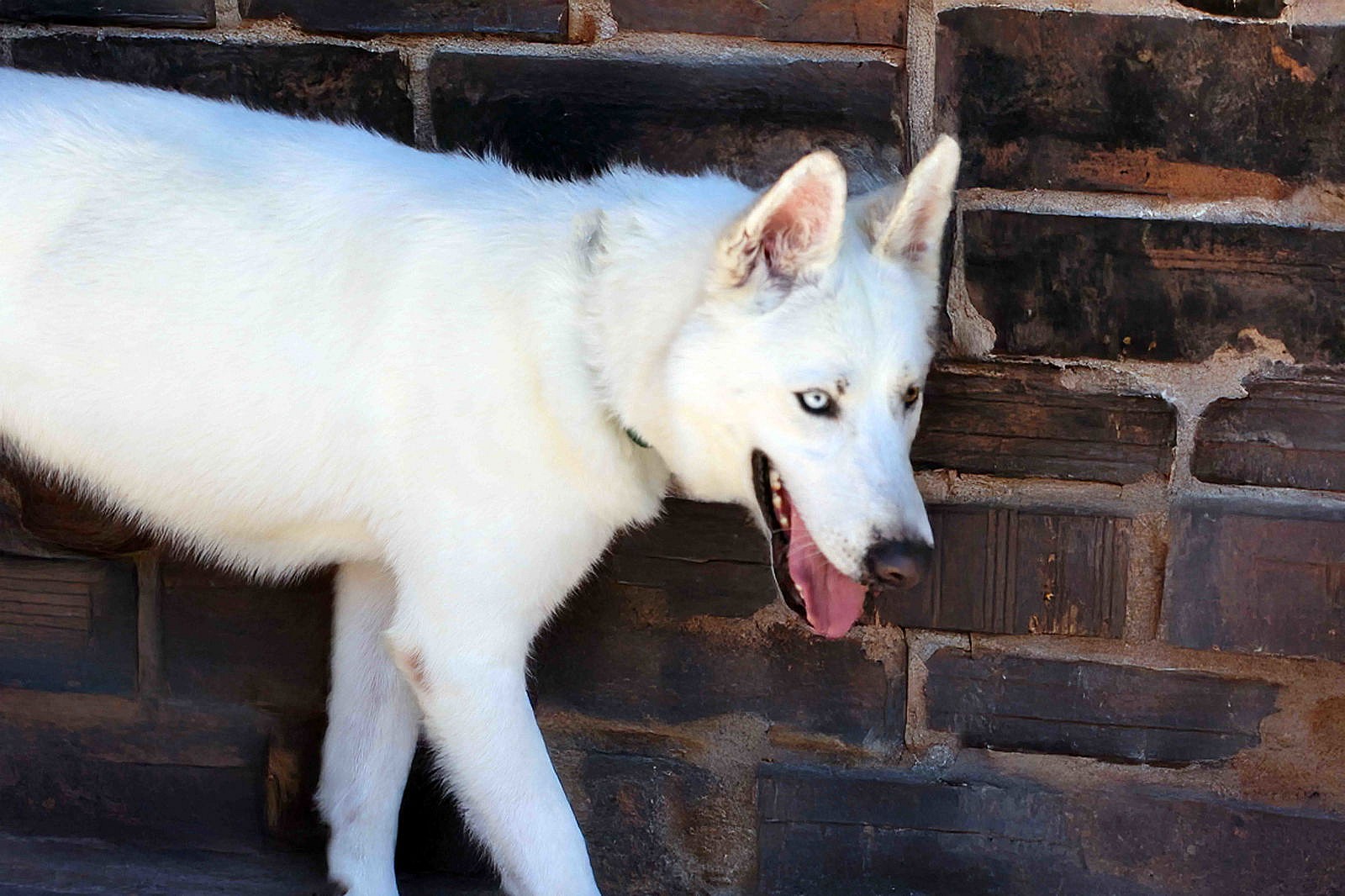 Snowflake - Siberian Husky