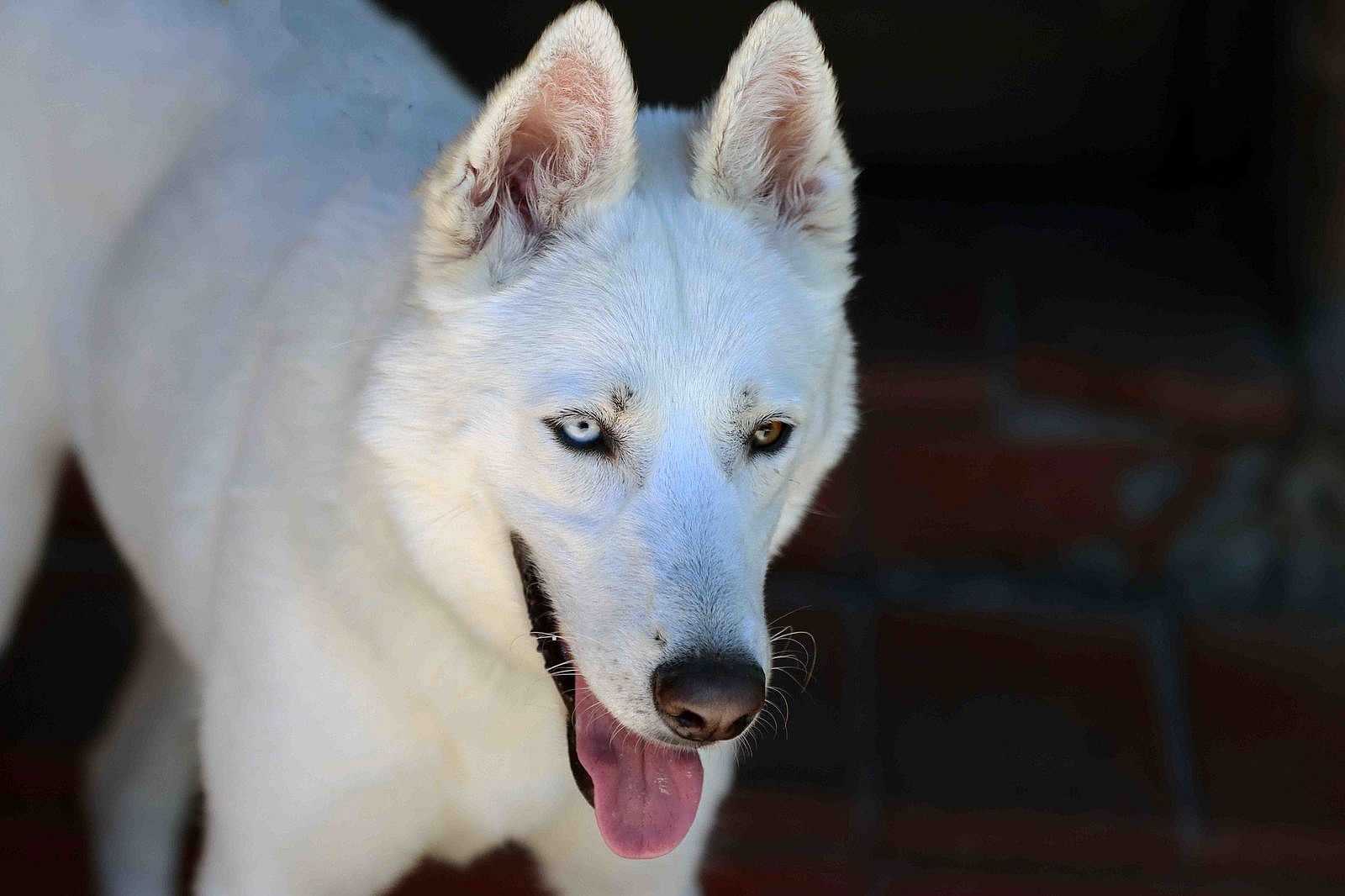 Snowflake - Siberian Husky