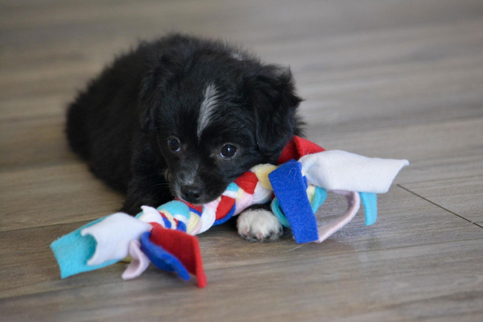Puppy - Pepper