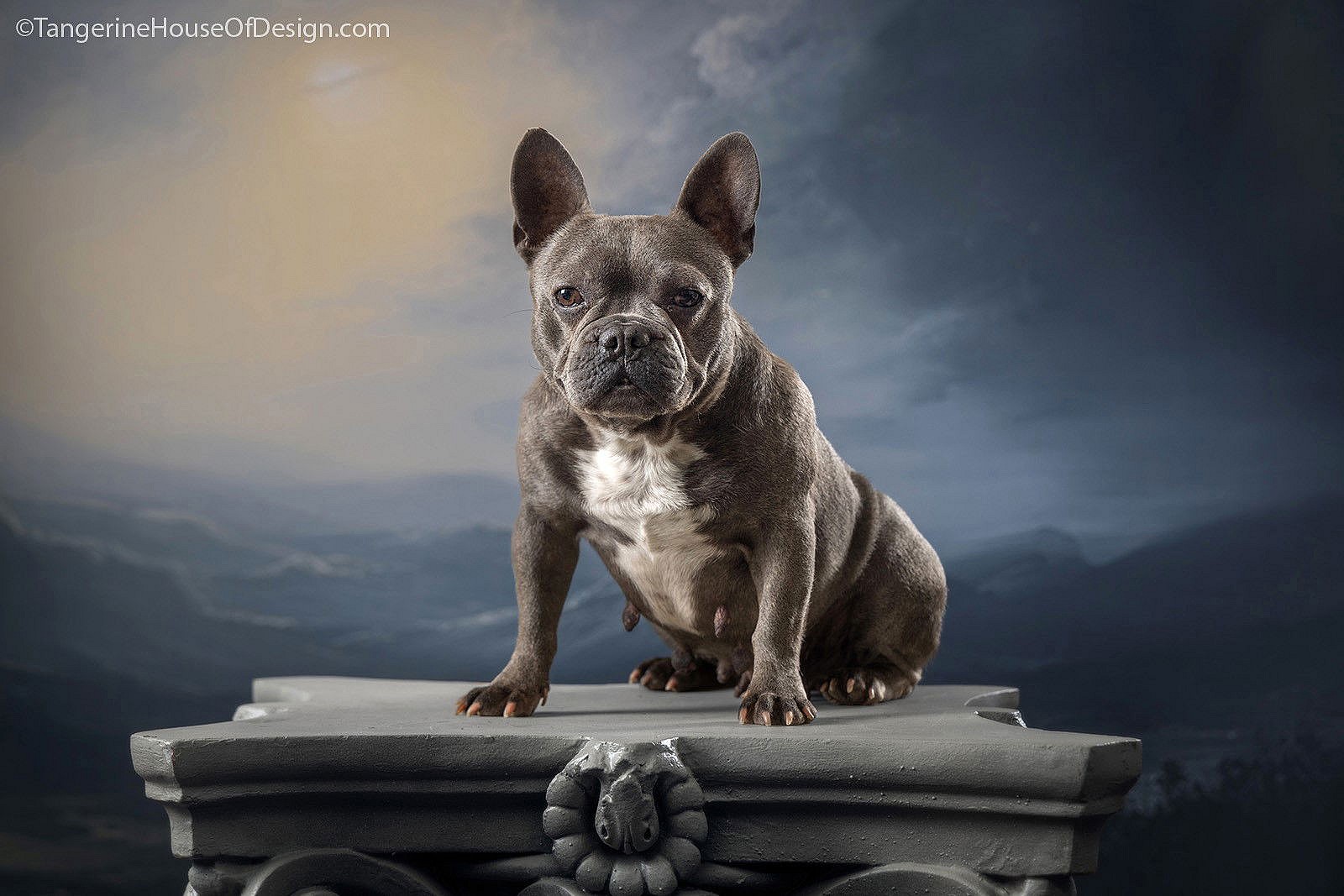 Francine - French Bulldog