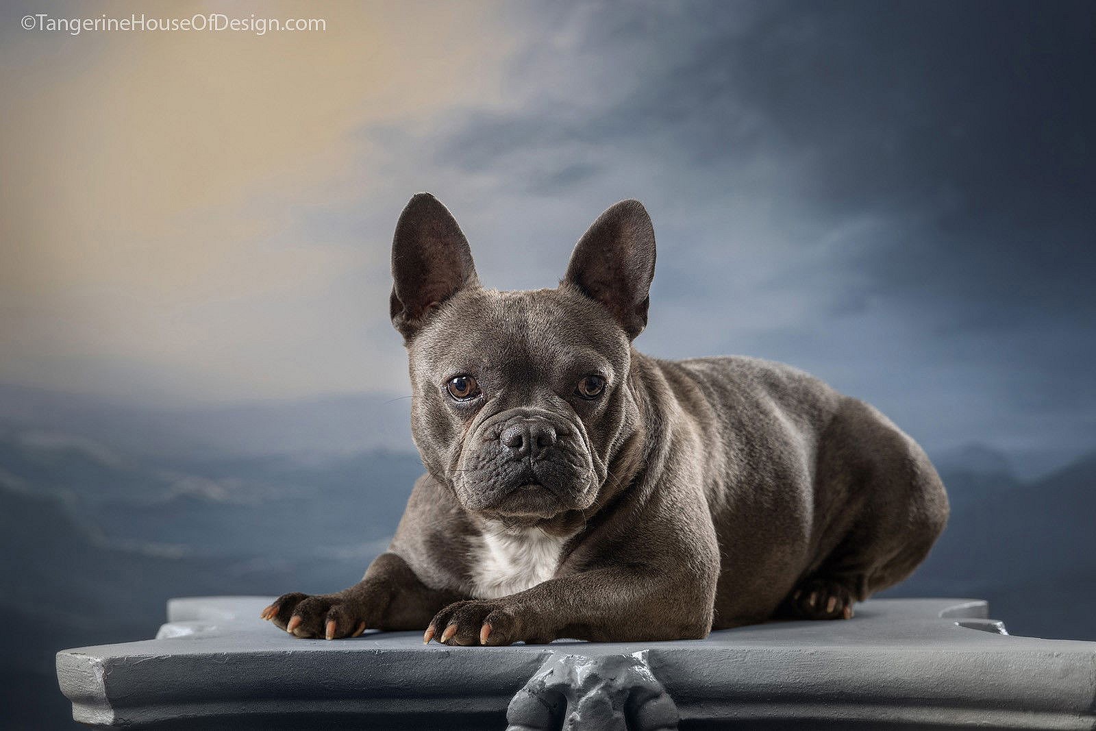 Francine - French Bulldog