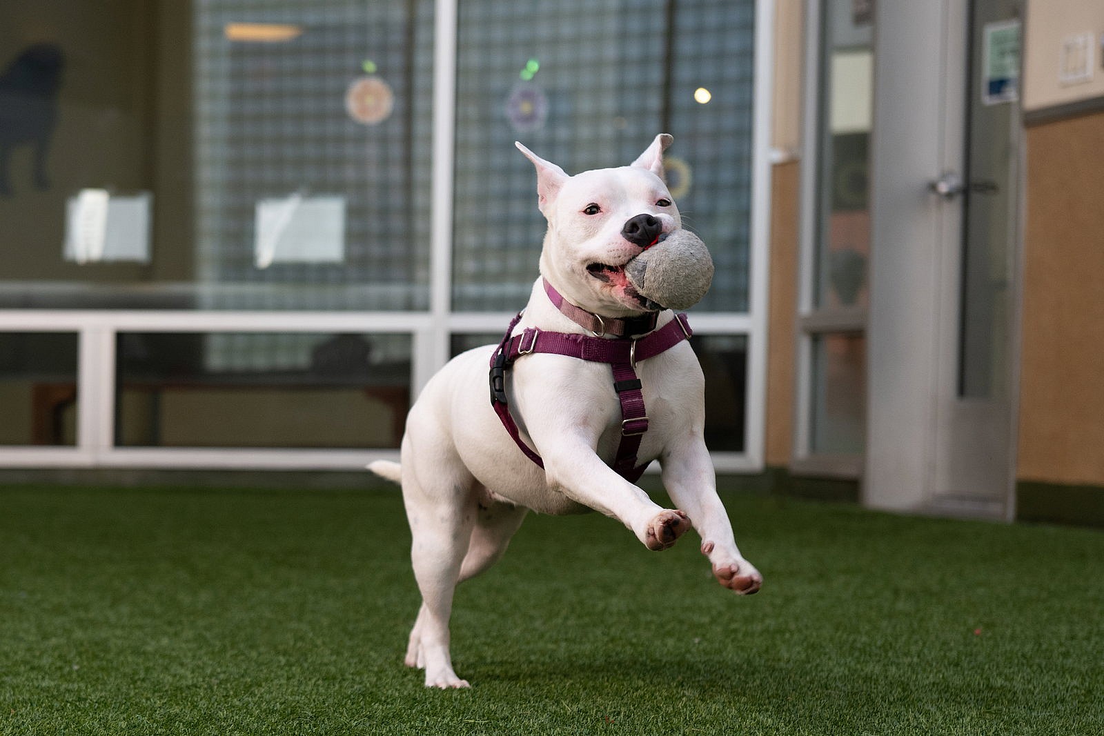 Princess - Pit Bull Terrier