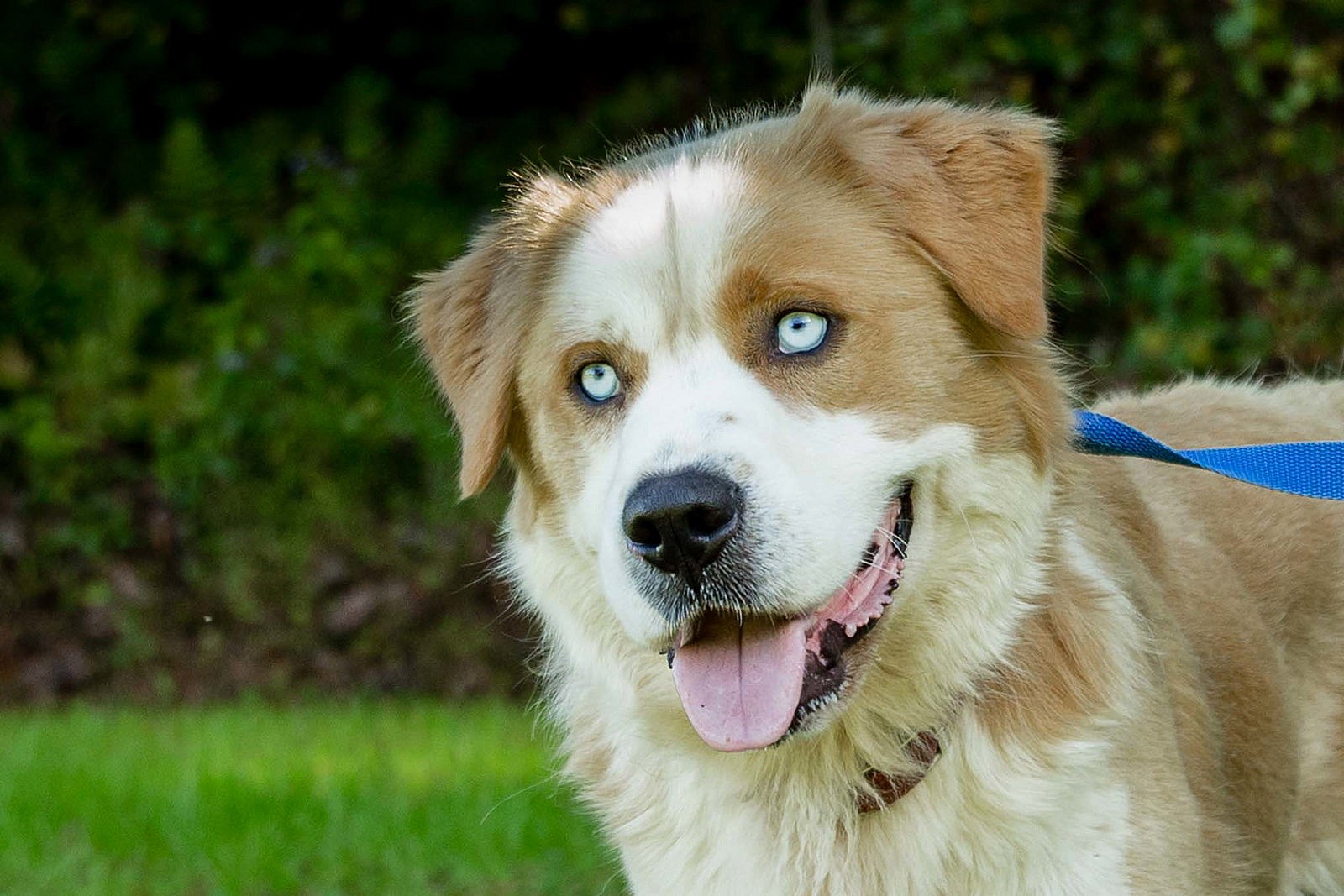 Darwin - Golden Retriever