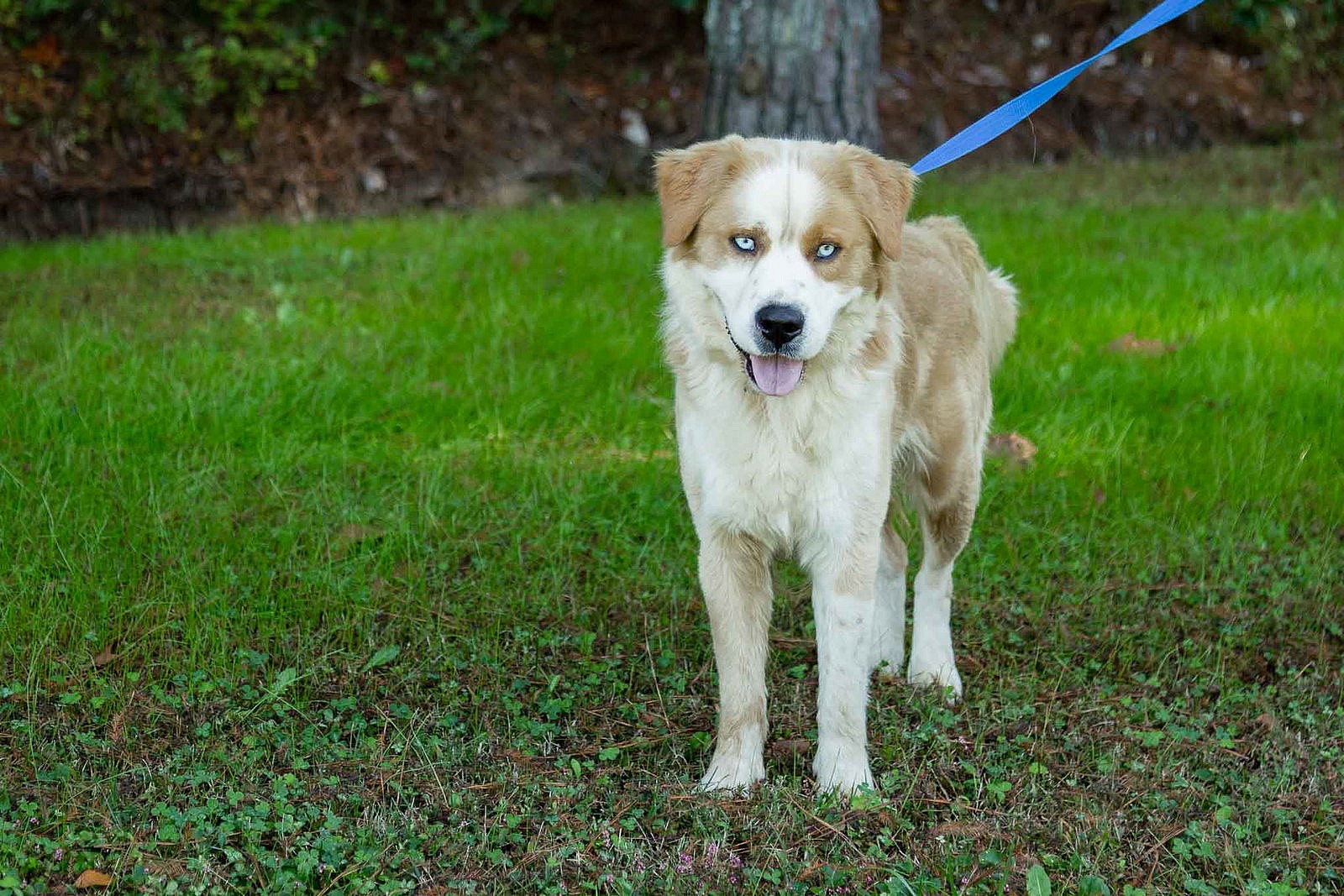 Darwin - Golden Retriever