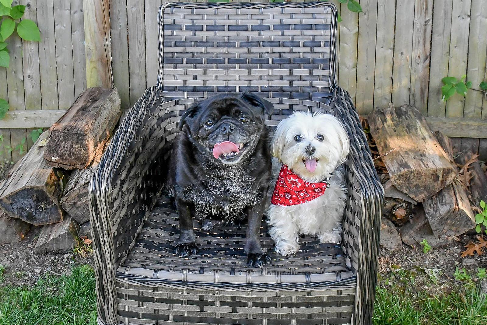 Jewel & Bowie (BONDED PAIR) - Maltese