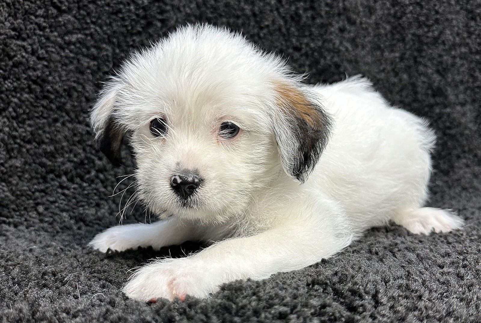 SPONSOR or FOSTER ME - Paco