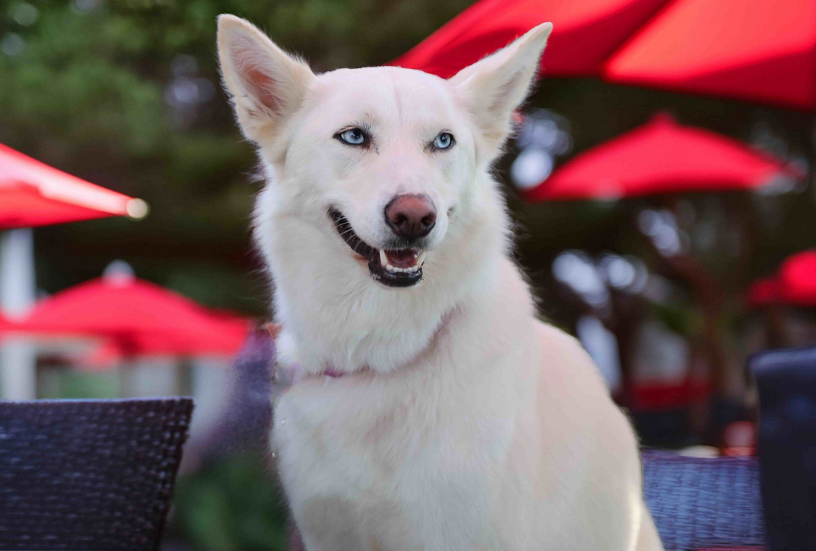 Flurry - Siberian Husky