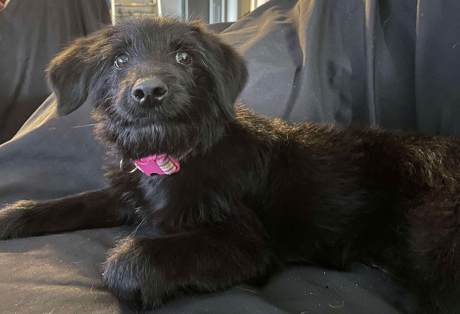 Shadow - Labrador Retriever