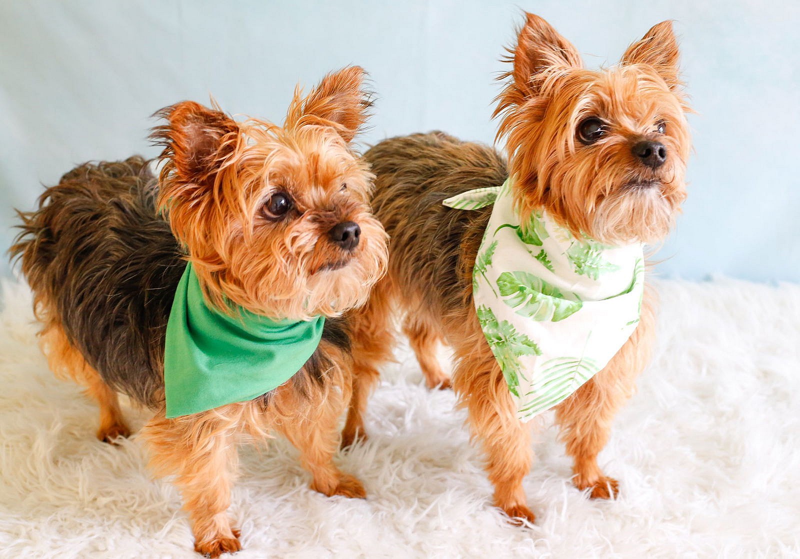 Jessie and Tuck - Yorkshire Terrier Yorkie