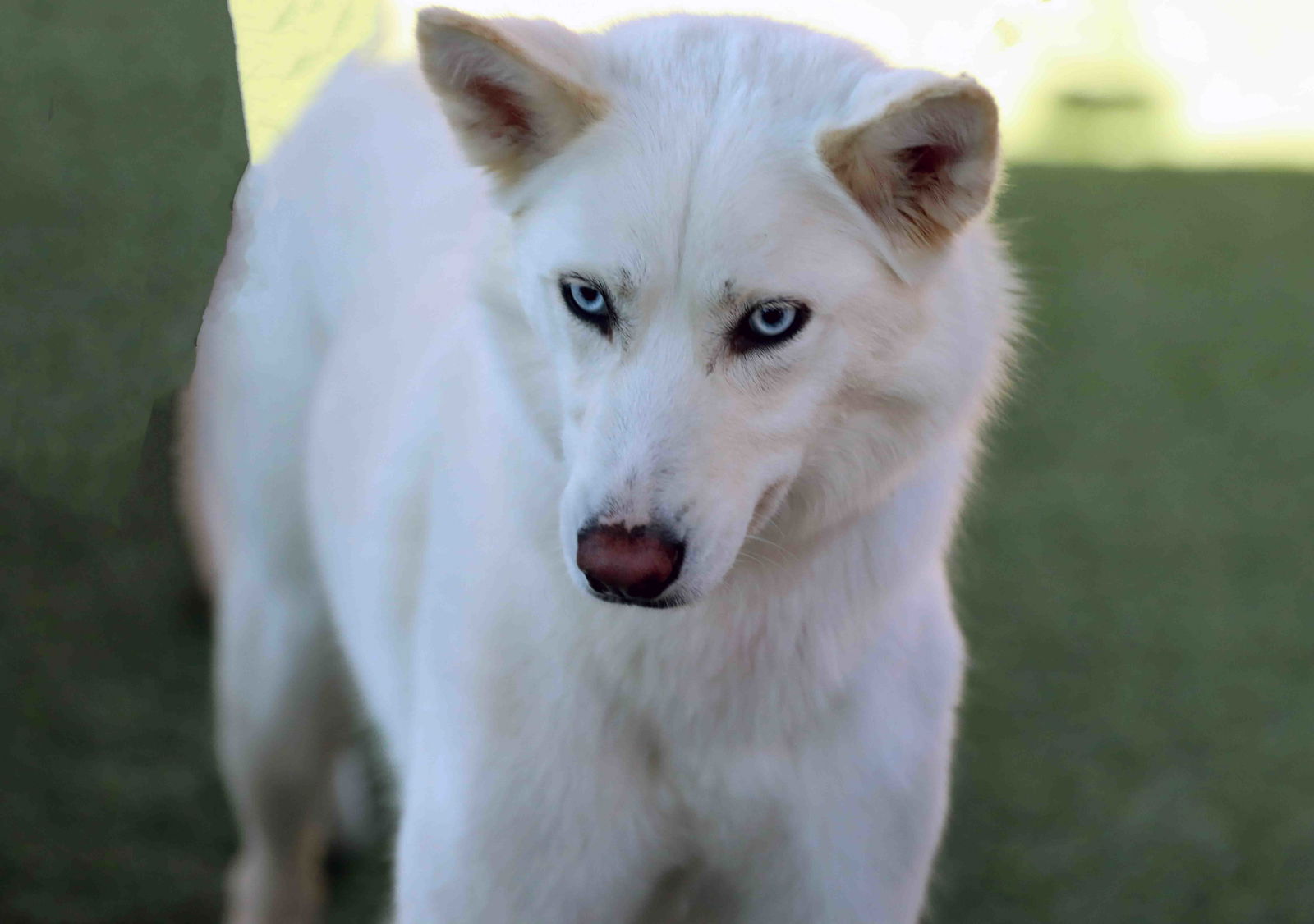 Flurry - Siberian Husky