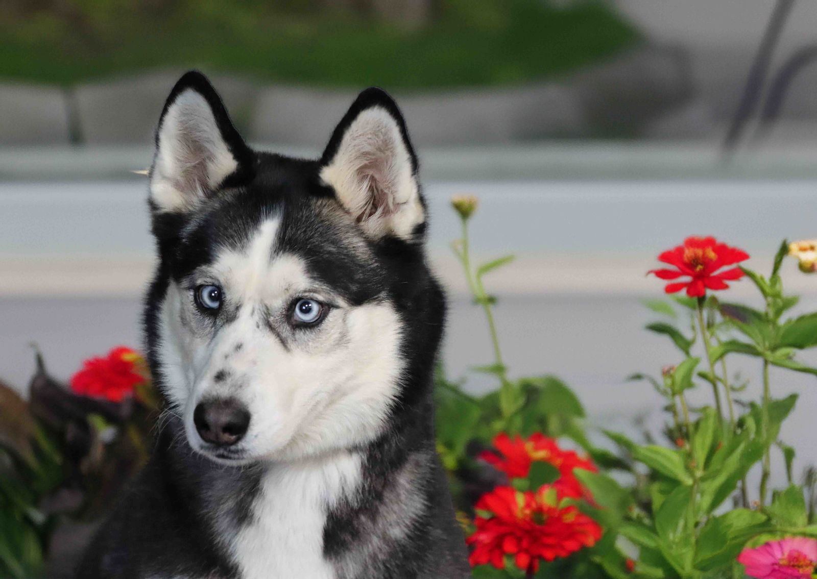 Opal - Siberian Husky