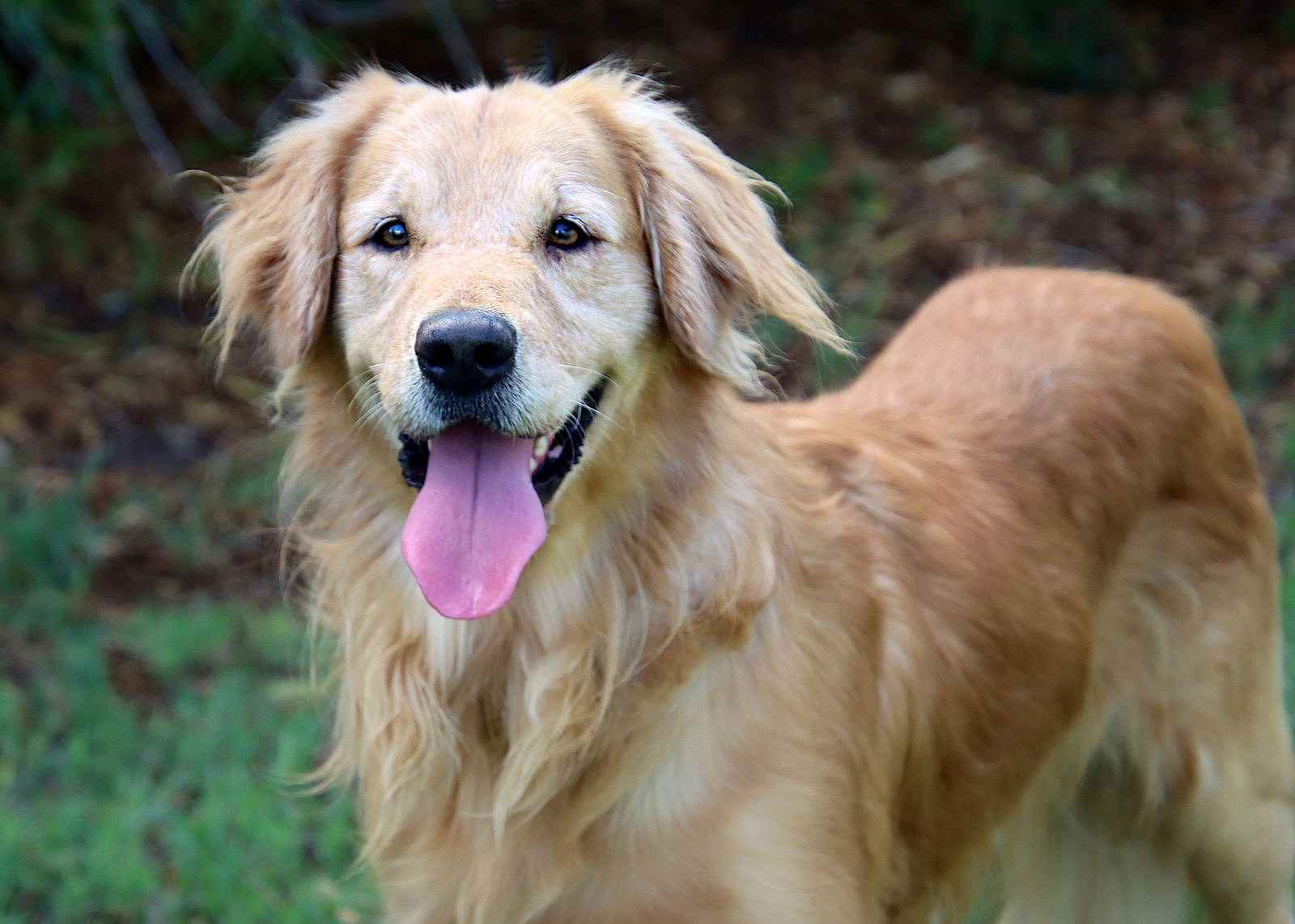 Toby - Golden Retriever