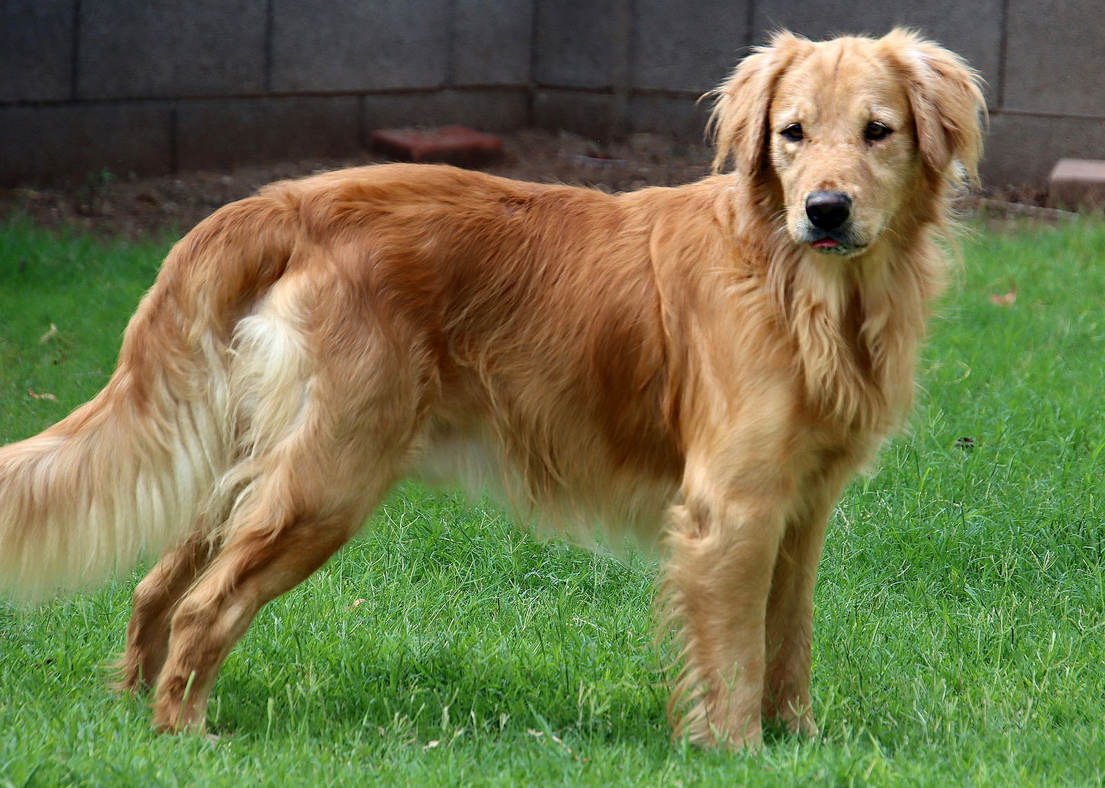 Toby - Golden Retriever