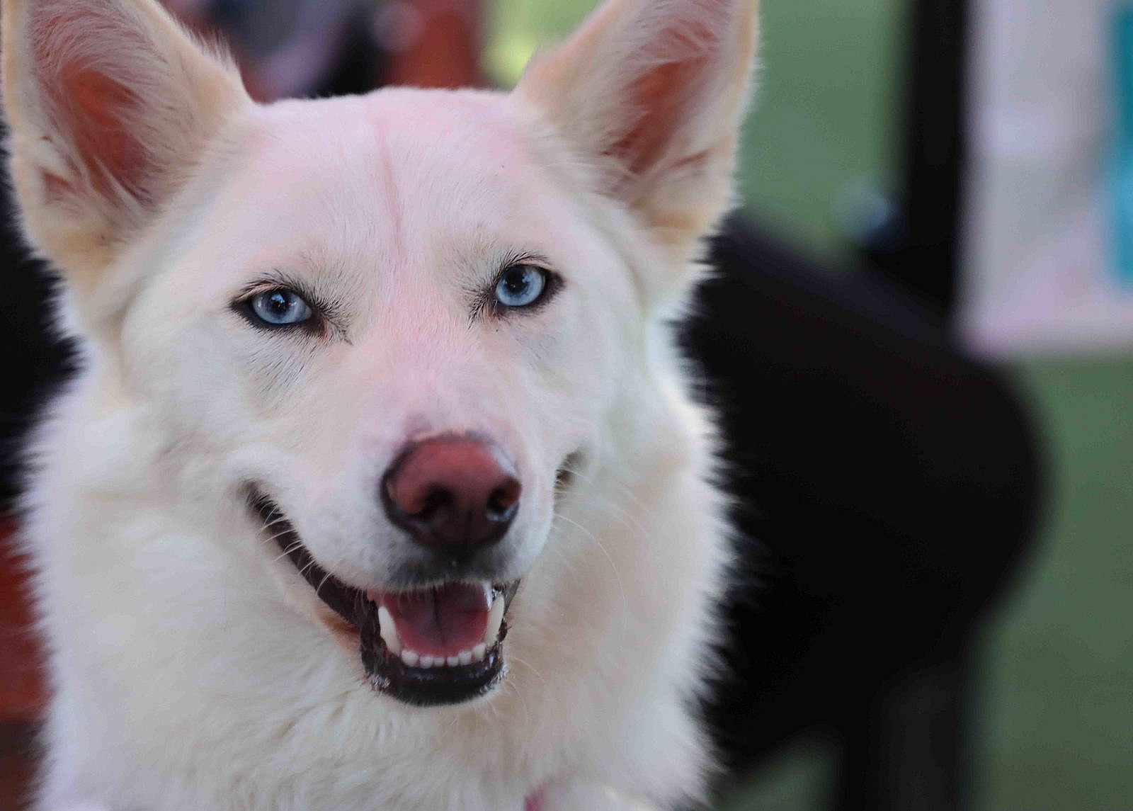 Flurry - Siberian Husky