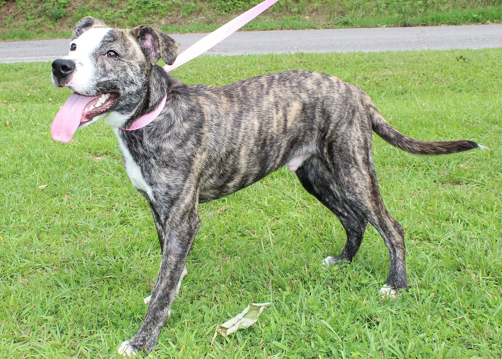 Bam Bam 41810 - Mountain Cur