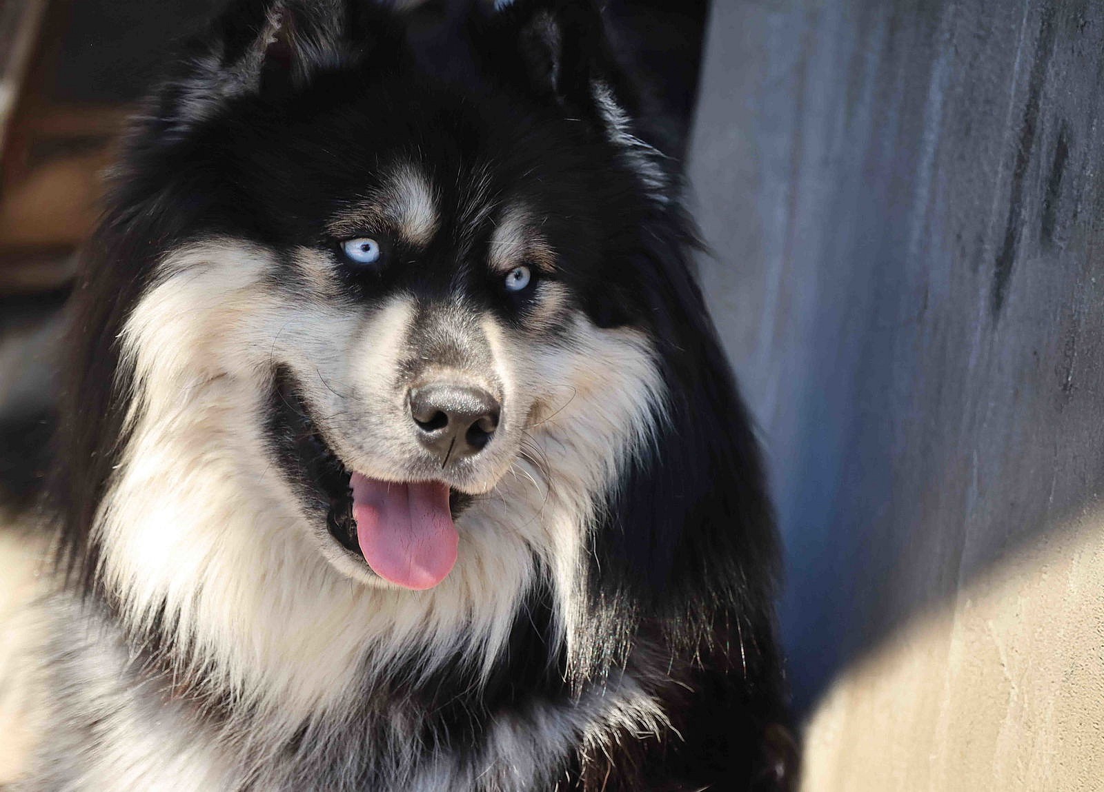 Oso - Siberian Husky
