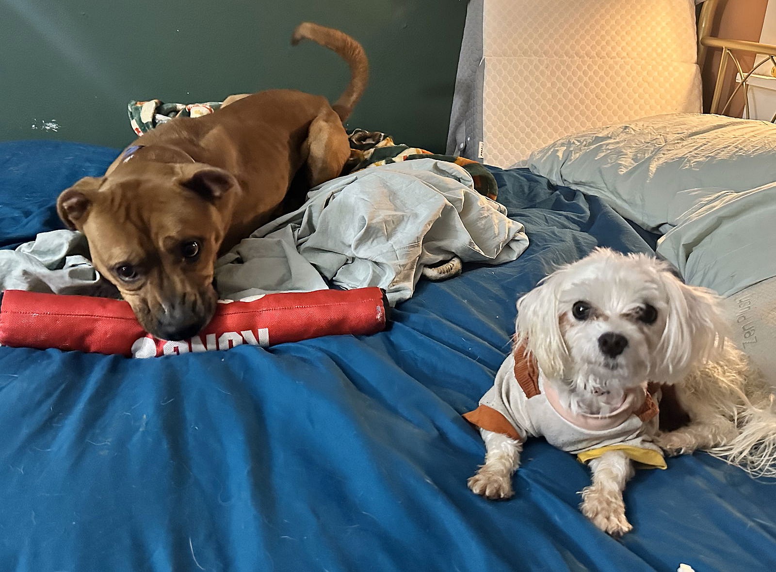 Snowball - So Pretty!